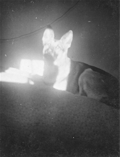 Ons Fluoke was vroeger een waakhond in een kerncentrale.